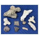 Selection of Fossil Rocks