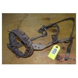 Vintage Calf Weaner.