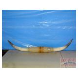 Pair of 41' Mounted Long Horns. Pair of 41' Mounted Long Horns.