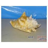 Large Sea Shell. Large Sea Shell.