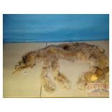 Tanned Lynx Hide W/ Claws. 55' long. Tanned Lynx Hide W/ Claws. 55' long.