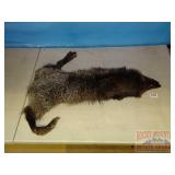 Tanned Animal Hide W/ Dark Fur. Tanned Animal Hide W/ Dark Fur.
