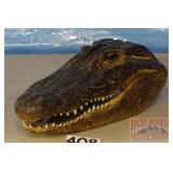 Small Caiman Head. 9' long. Small Caiman Head. 9' long.