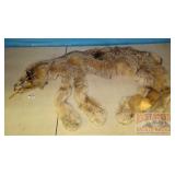 Tanned Lynx Hide W/ Claws. 55" long.