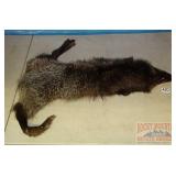 Tanned Animal Hide W/ Dark Fur. Tanned Animal Hide W/ Dark Fur.