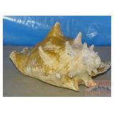 Large Sea Shell. Large Sea Shell.