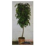 Nice Large Silk Ficus Tree in Basket.