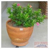 Terra Cota Pot W/ Stand & Flowers.