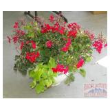 Geraniums in Plastic Pot.