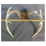 Deer Antlers.