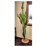 Potted Cactus.  80" high.