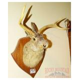 Jackalope Mount. Jackalope Mount.