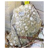 Large 12" Rock w/ Shell Fossils.