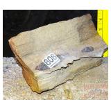 Petrified Wood Slab, 5" high.