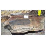 Petrified Wood Slab, 4" high.