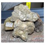 Assorted Rock w/ Shell Fossils. Assorted Rock w/ Shell Fossils.