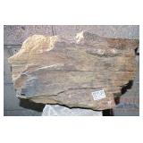 Petrified Wood Slab.