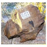 Petrified Wood Slab. Petrified Wood Slab.