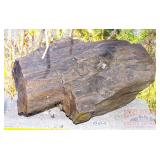 Petrified Wood Slab.