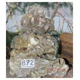 Assorted Petrified Rock w/ Shell Fossils. Assorted Petrified Rock w/ Shell Fossils.