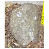 Petrified Wood Slab. Petrified Wood Slab.