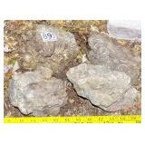 4 Pieces Petrified Stone w/ Shell Fossils. 4 Pieces Petrified Stone w/ Shell Fossils.