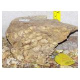 5' Petrified Stone w/ Shell Fossils. 5' Petrified Stone w/ Shell Fossils.