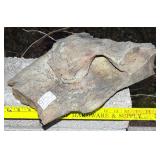 15' Petrified Wood Slab. 15' Petrified Wood Slab.