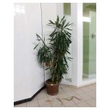 19"X16"h Plastic Planter