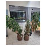 (2) Plastic Planters-19"X16"h