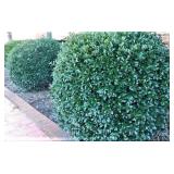 Shrubbery Around the Building