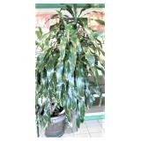 LIVE CORN PLANT AT FRONT DOOR