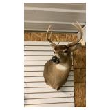 8 Point Deer Mount