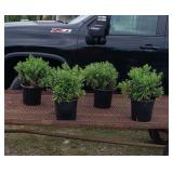 4 Perennial Hardy Purple Aster Plants