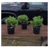 3 Perennial Hardy Purple Aster Plants