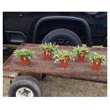 5 Perennial Red Cardinal Flowers