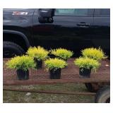 6 Gold Mop Cypresses