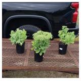3 Perennial Neon Purple Sedum Plants