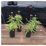 4 Perennial Purple Coneflowers