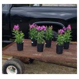 6 Perennial Purple Garden Phlox