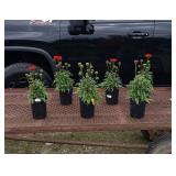 6 Perennial Red Dwarf Coneflowers