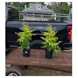 2 Amber Glow Dawn Redwood Plants