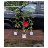 3 Perennial Hardy Red Cranberry Hibiscus Flowers