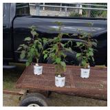 3 Perennial Hardy Pink Red Center Hibiscus Flowers