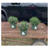 3 Perennial Hardy Blue Aster Flowers