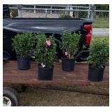 4 Pink Rose of Sharon Plants