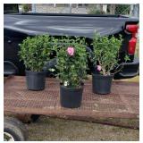 3 Pink Rose of Sharon Plants