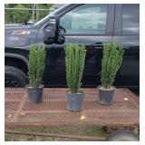 3 Sky Pencil Japanese Holly Trees
