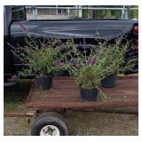 3 Dark Purple Butterfly Bushes