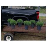 6 Dwarf Globe Arborvitae Trees